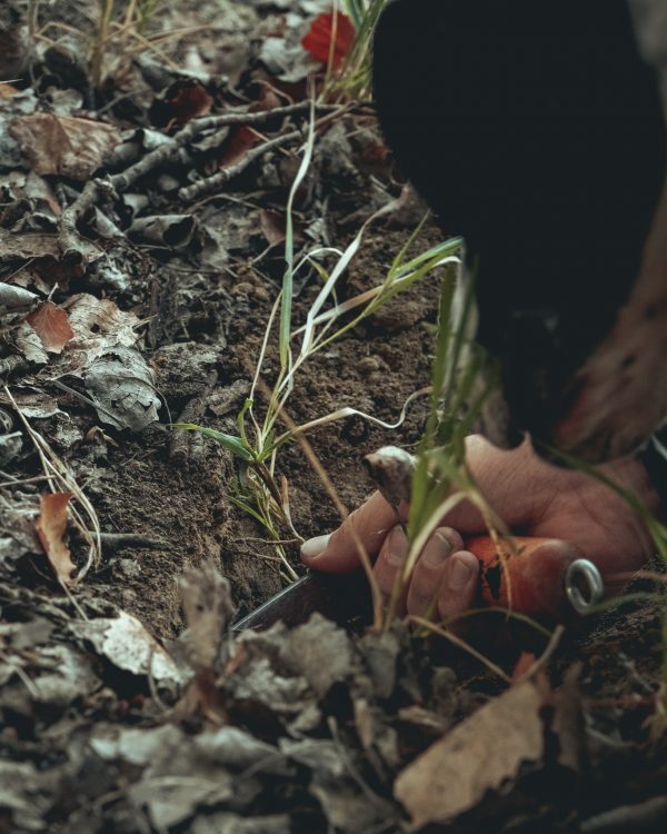 Dettaglio di mano che scava nel terreno in cerca di tartufi