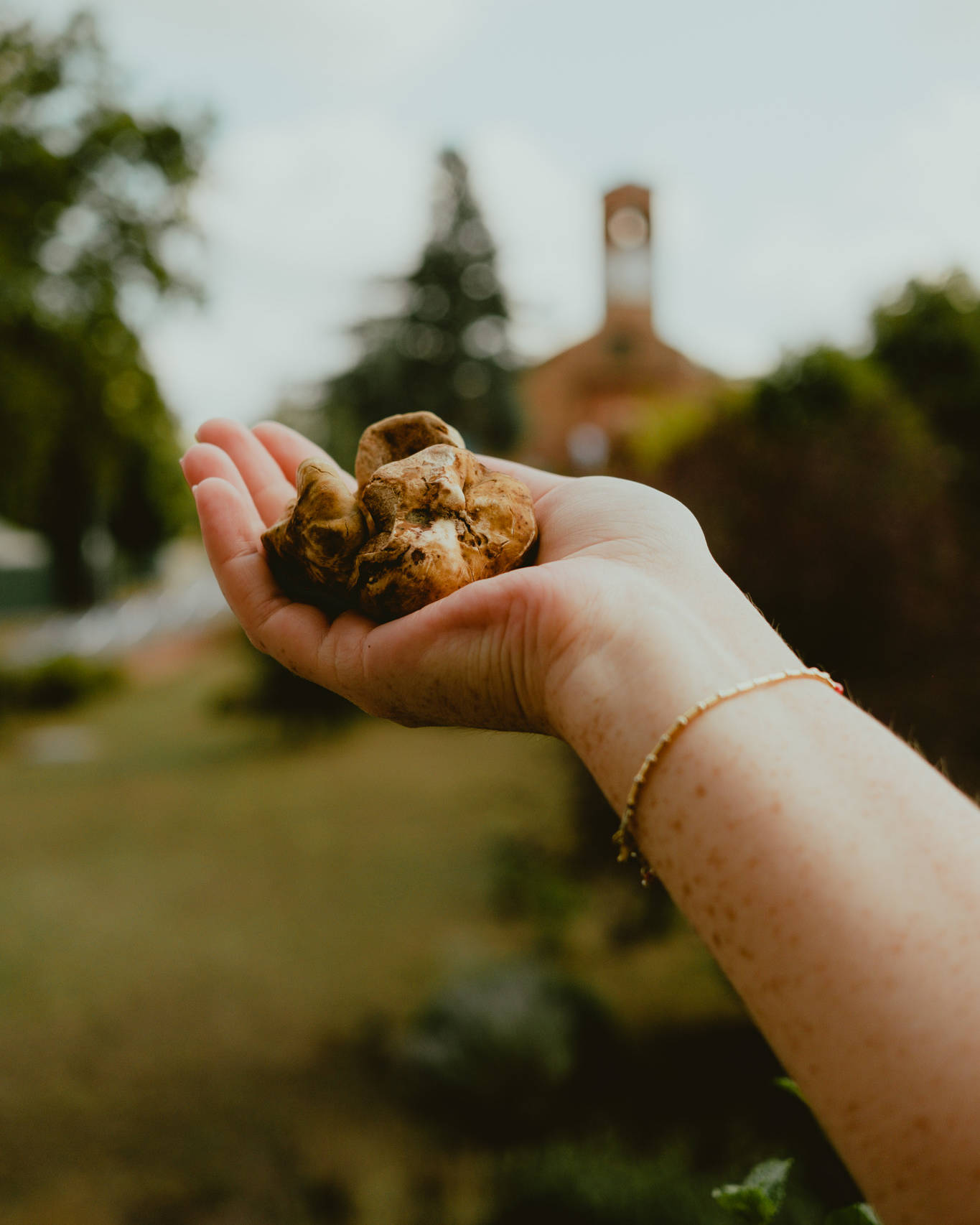 Primo piano di una mano che regge un tartufo bianco intero, sullo sfondo una chiesa sfocata